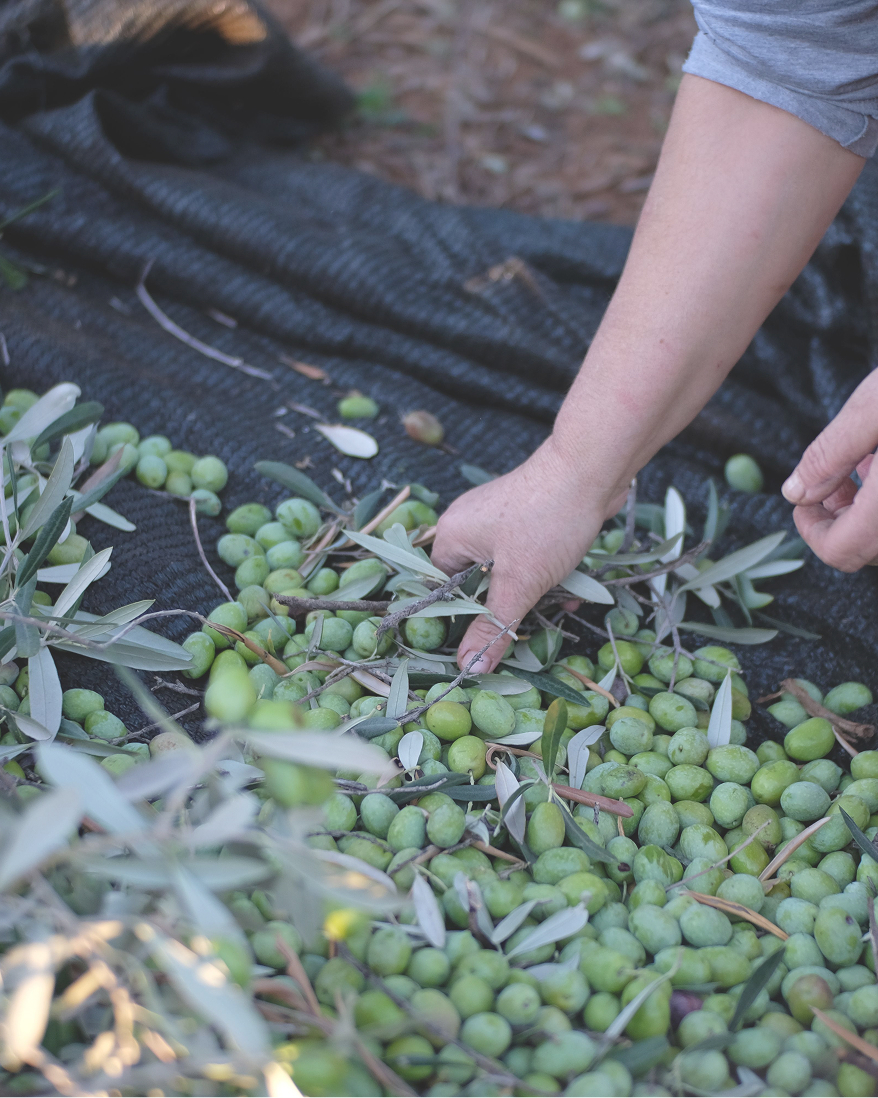 Image (Raccolta delle olive a mano — Azienda Agricola Madre Terra)