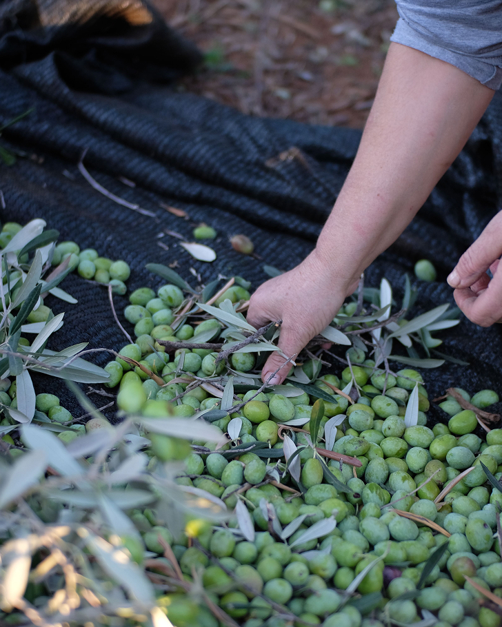 raccolta-olive